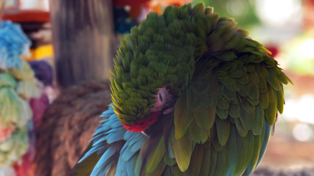 Green parrot red head blue free wallpaper for desktop - medium preview image