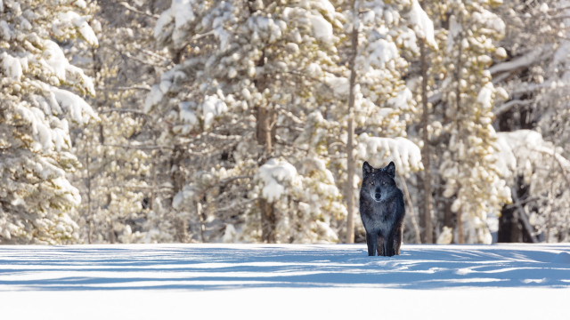 Lone wolf snow forest nature free wallpaper for desktop - medium preview image