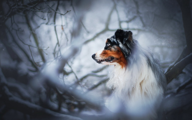 Dog snow tree branch blurry free wallpaper for desktop - medium preview image
