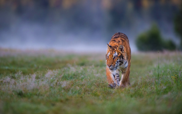 Tiger walking green field forest #2 free wallpaper for desktop - medium preview image