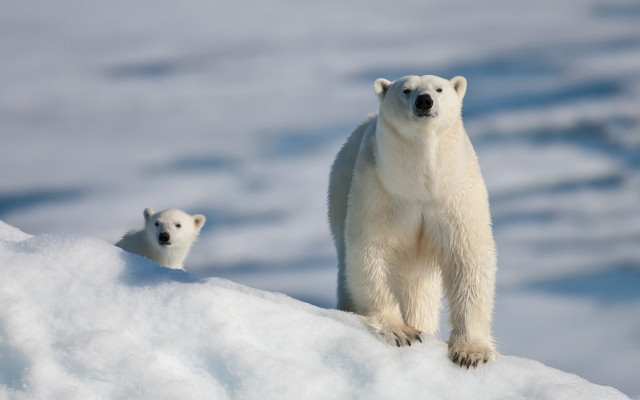 Polar bear cub snowy hill free wallpaper for desktop - medium preview image