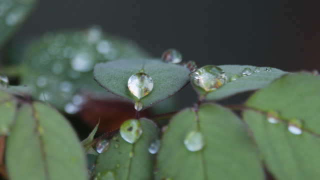 Water drop leaf bokeh macro #2 free wallpaper for desktop - medium preview image