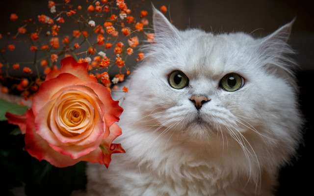 White cat green eyes red free wallpaper for desktop - medium preview image