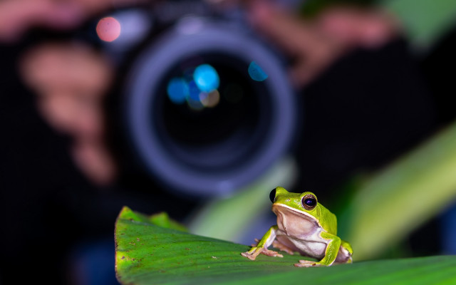 Frog leaf camera holography macro free wallpaper for desktop - medium preview image