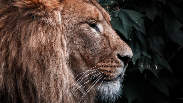 Lion bush tree leaves closeup free wallpaper for desktop - medium preview image