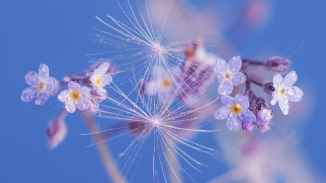 Dandelion water droplets impressionism butterfly free wallpaper for desktop - medium preview image