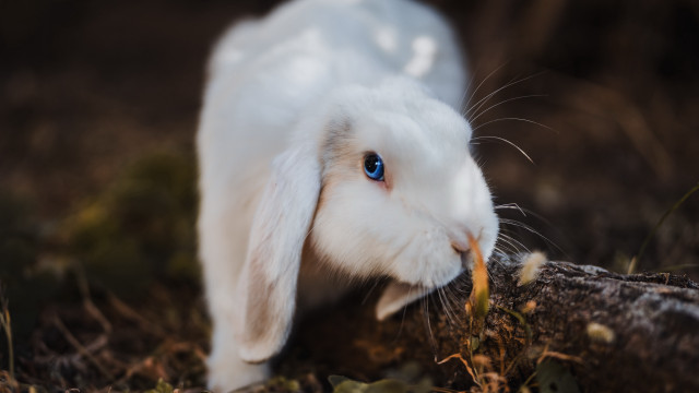 White rabbit blue eyes woods free wallpaper for desktop - medium preview image