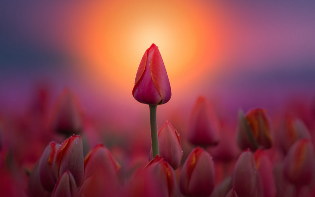 Single flower red field sunset free wallpaper for desktop - medium preview image