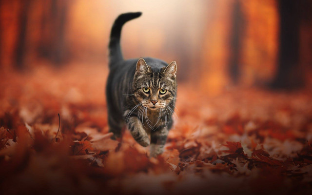 Cat forest autumn fire battle free wallpaper for desktop - medium preview image