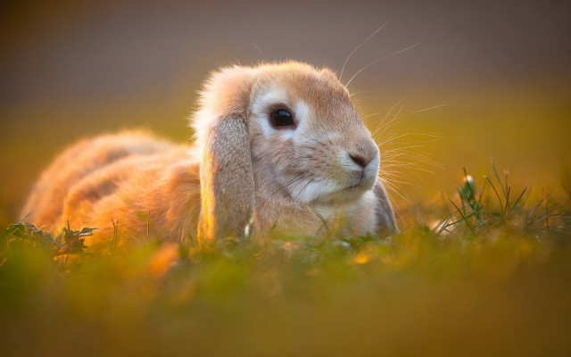 Small rabbit grass blue eyes free wallpaper for desktop - medium preview image