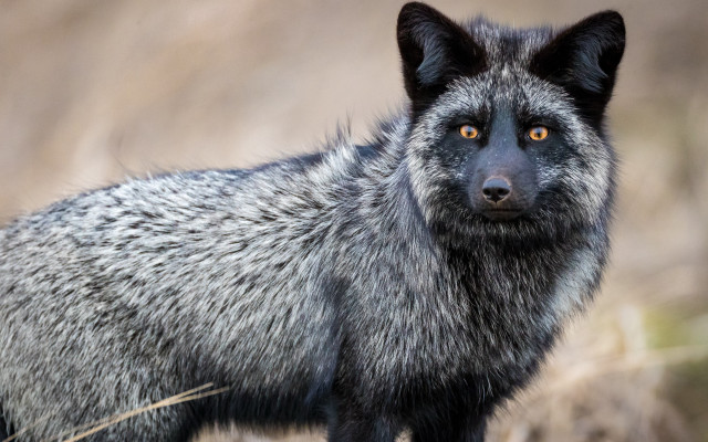 Black grey cat yellow eye free wallpaper for desktop - medium preview image
