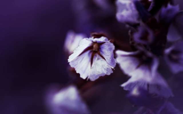 Closeup flower bokeh purple butterfly free wallpaper for desktop - medium preview image