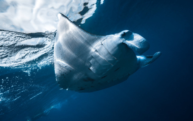 Large white floating object ocean free wallpaper for desktop - medium preview image