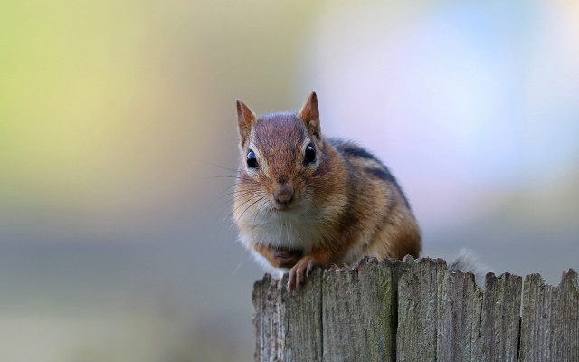 Squirrel curious fence post blue free wallpaper for desktop - medium preview image