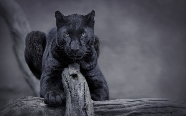 Black panther sitting on log free wallpaper for desktop - medium preview image