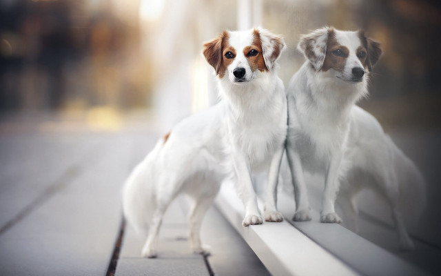 Dog shiba inu outside ledge free wallpaper for desktop - medium preview image