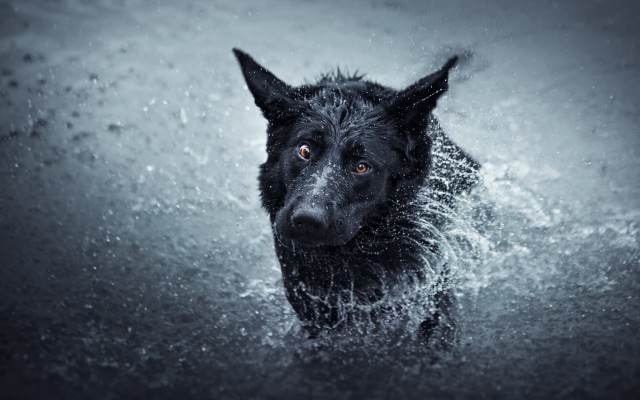 Black dog water night starry free wallpaper for desktop - medium preview image