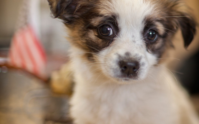 Small dog white face brown free wallpaper for desktop - medium preview image