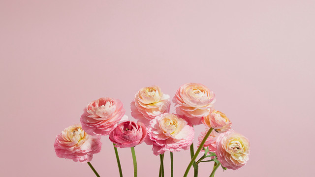 Pink flower vase rococo stilllife free wallpaper for desktop - medium preview image