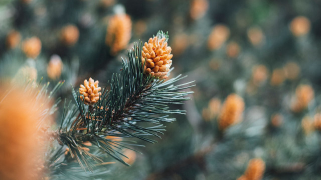 Pine tree cones bokeh christmas #2 free wallpaper for desktop - medium preview image