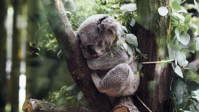 Koala bear sitting tree head free wallpaper for desktop - medium preview image