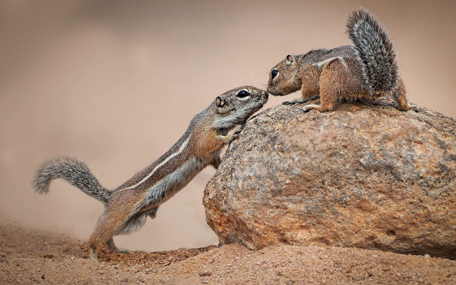 Squirrel rock touching face wildlife free wallpaper for desktop - medium preview image