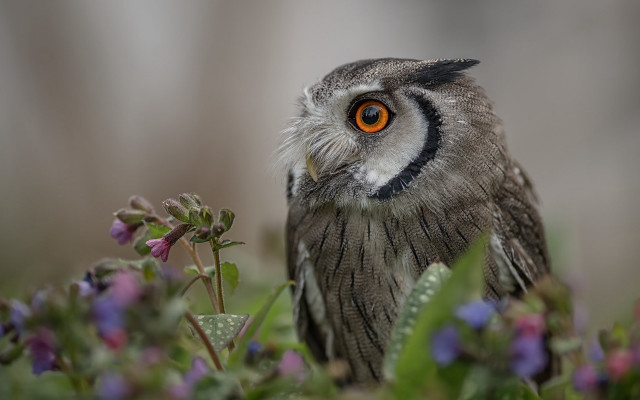 Small owl orange eye purple free wallpaper for desktop - medium preview image