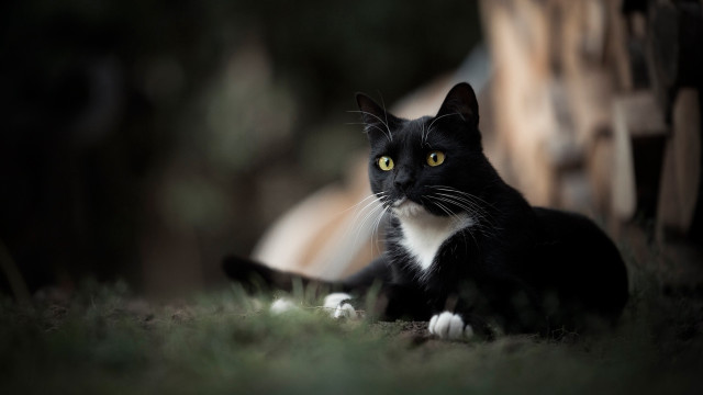 Black white cat grass yellow free wallpaper for desktop - medium preview image