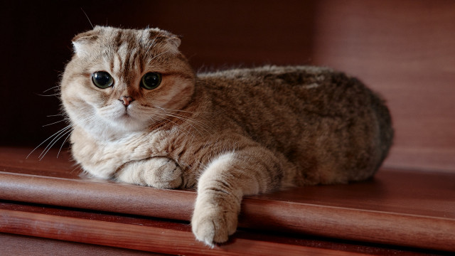 Cat wooden table paws rounded free wallpaper for desktop - medium preview image