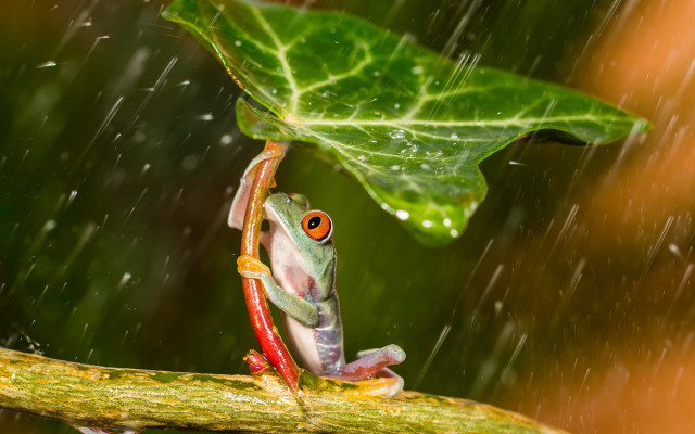 Frog branch rain leaf closeup free wallpaper for desktop - medium preview image
