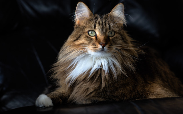 Fluffy white tail cat regal free wallpaper for desktop - medium preview image