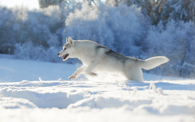 Husky snow woods trees winter free wallpaper for desktop - medium preview image