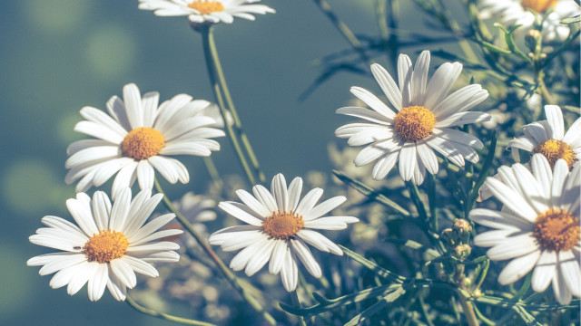 White daisies vase flower field free wallpaper for desktop - medium preview image