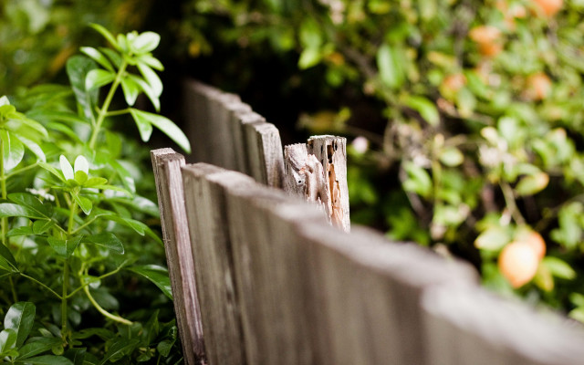 Wooden fence bird garden bokeh free wallpaper for desktop - medium preview image