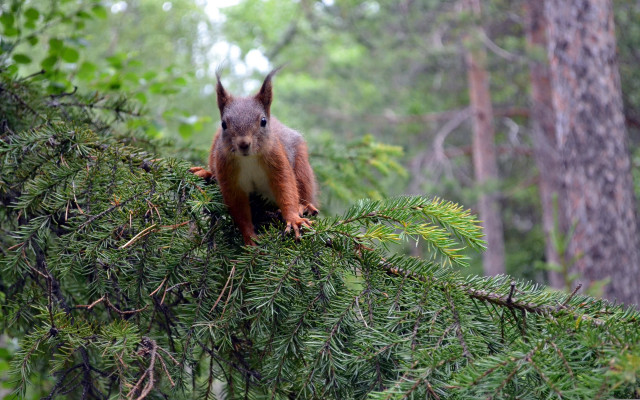 Squirrel branch forest smiling nature free wallpaper for desktop - medium preview image