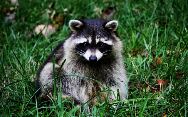Raccoon sad in grass nature free wallpaper for desktop - medium preview image