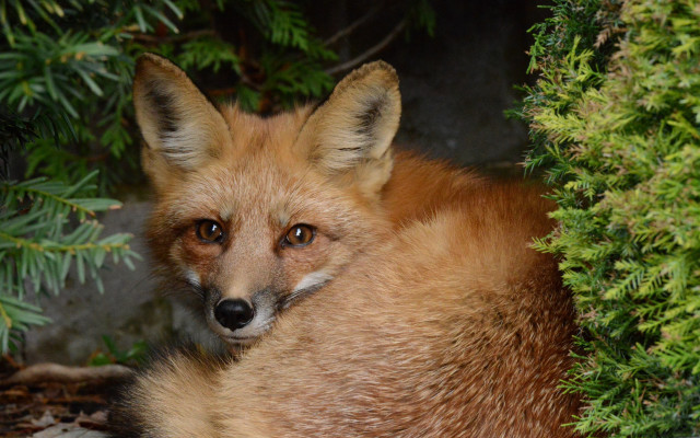 Fox surprised bushes nature outdoors free wallpaper for desktop - medium preview image