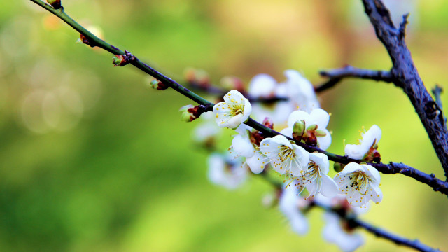 Branch white flowers green background free wallpaper for desktop - medium preview image