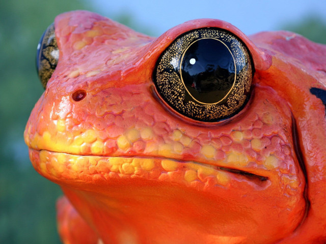 Frog eyeball rococo macro orange free wallpaper for desktop - medium preview image