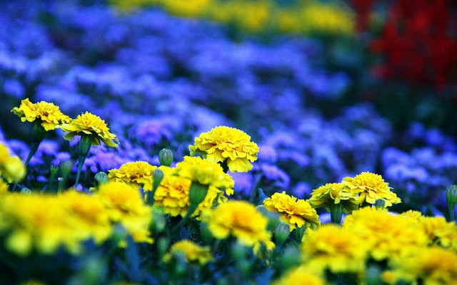 Flower field bokeh yellow purple free wallpaper for desktop - medium preview image