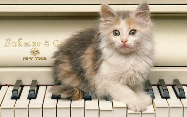 Cat piano rococo pastel english free wallpaper for desktop - medium preview image