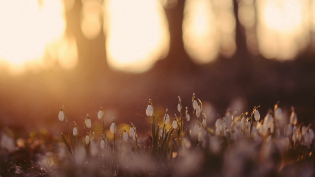 Flower field sunshine tiltshift shallowdepth free wallpaper for desktop - medium preview image
