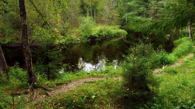 Small stream forest path sunlight free wallpaper for desktop - medium preview image