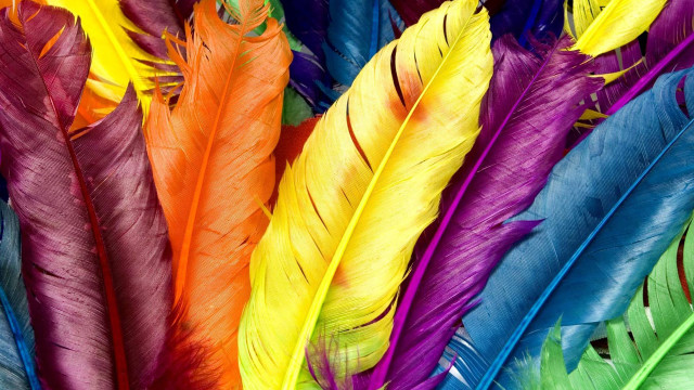Colorful feathers closeup tabletop white free wallpaper for desktop - medium preview image