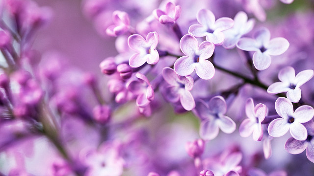 Purple flower closeup macro hanami free wallpaper for desktop - medium preview image