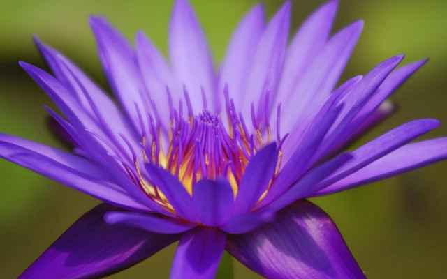 Purple flower yellow center grass #3 free wallpaper for desktop - medium preview image