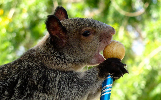 Small animal toy chewing thumb free wallpaper for desktop - medium preview image