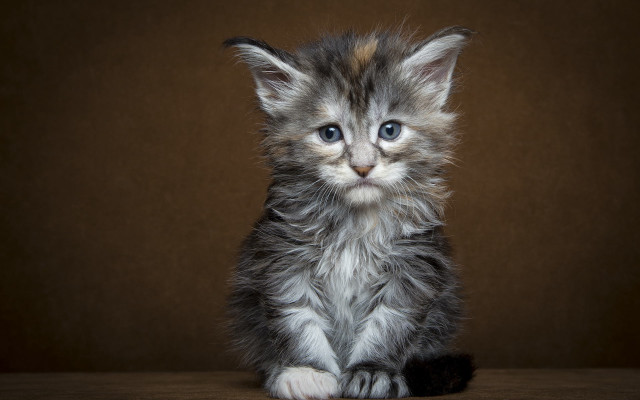 Kitten table brownwall blackbackground whiteSpot free wallpaper for desktop - medium preview image