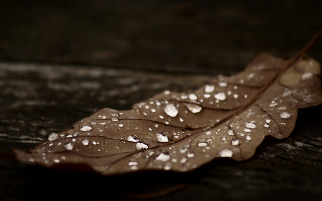 Leaf water droplets macro rain #2 free wallpaper for desktop - medium preview image