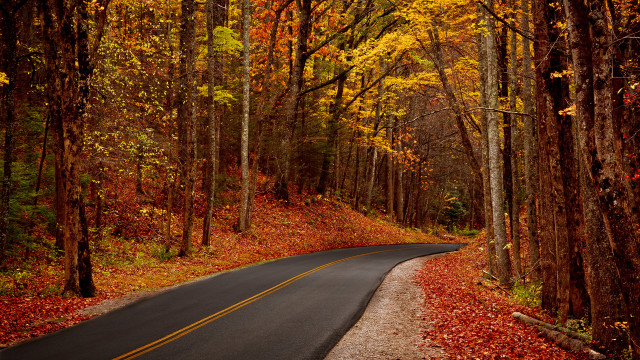 Forest road autumn leaves city free wallpaper for desktop - medium preview image
